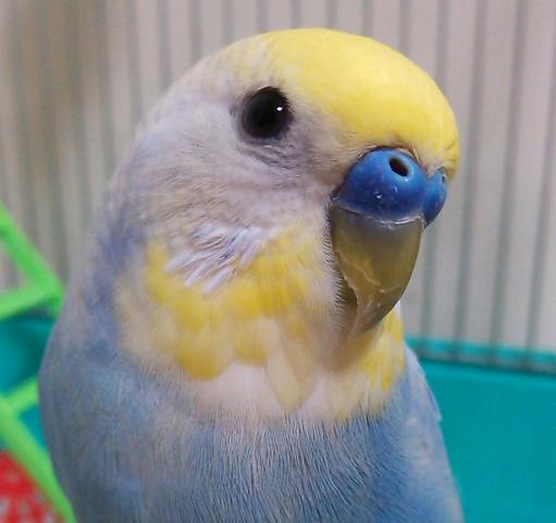 愛鳥さんの写真