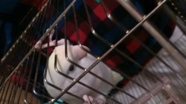 愛鳥さんの写真