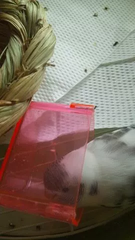 愛鳥さんの写真