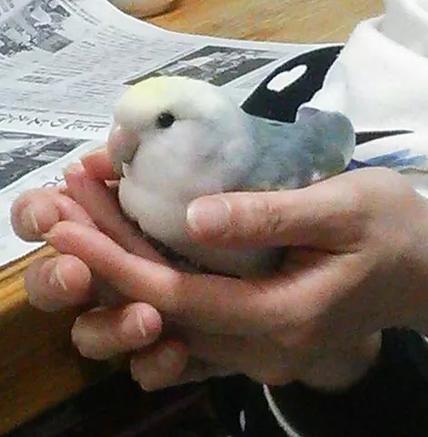 愛鳥さんの写真