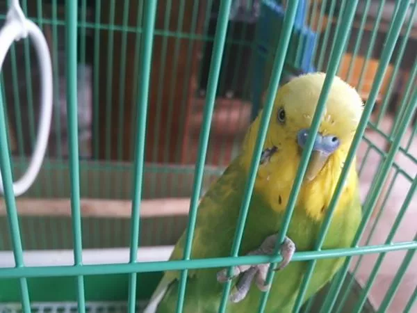 愛鳥さんの写真