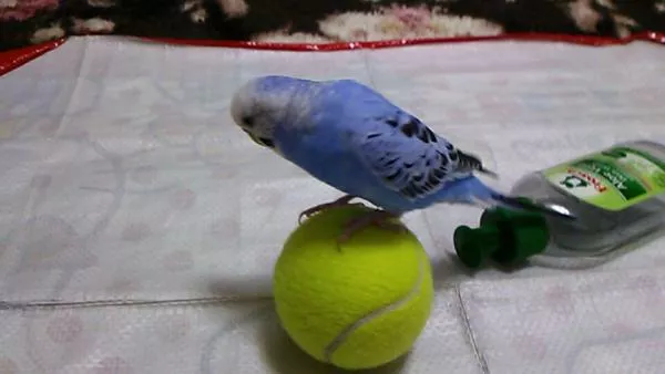 愛鳥さんの写真