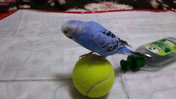 愛鳥さんの写真