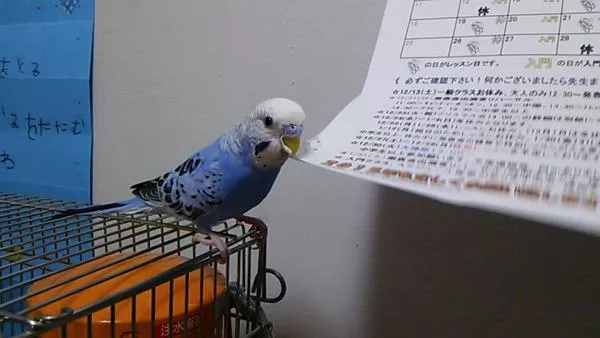 愛鳥さんの写真