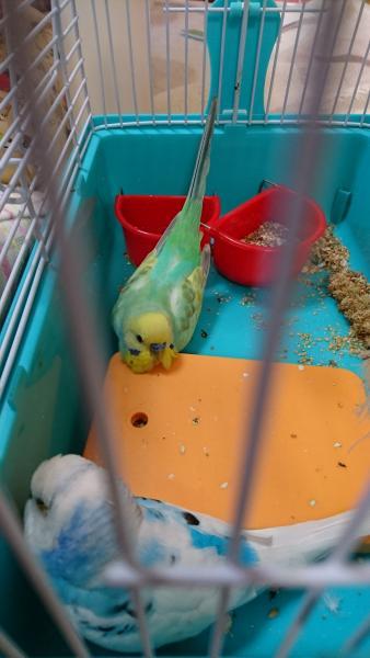 愛鳥さんの写真