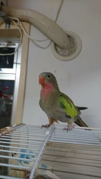 愛鳥さんの写真