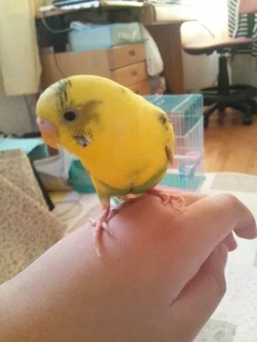 愛鳥さんの写真