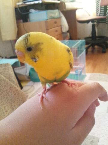 愛鳥さんの写真