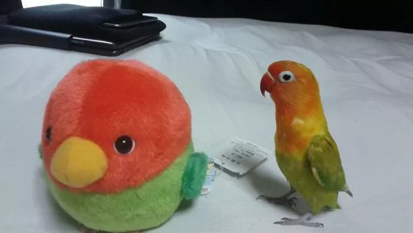 愛鳥さんの写真