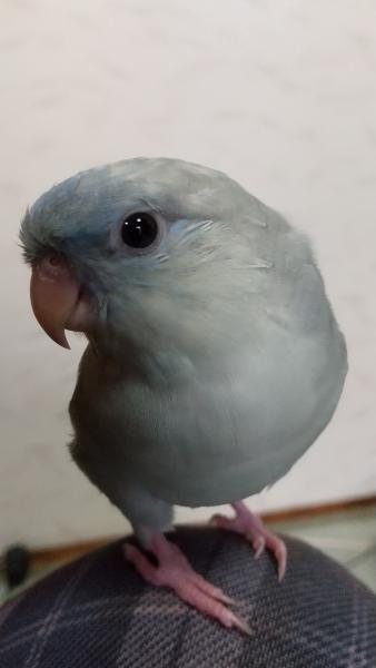 愛鳥さんの写真