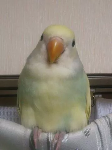 愛鳥さんの写真