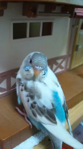 愛鳥さんの写真