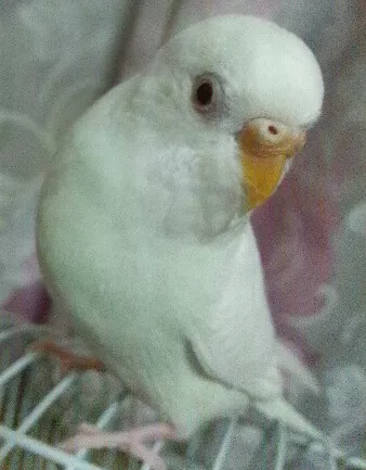 愛鳥さんの写真