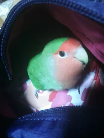 愛鳥さんの写真