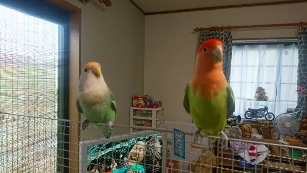 愛鳥さんの写真