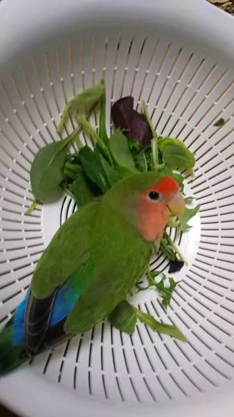 愛鳥さんの写真