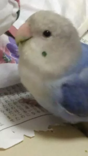 愛鳥さんの写真