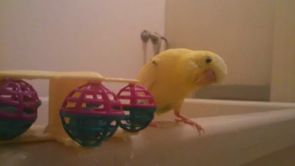 愛鳥さんの写真