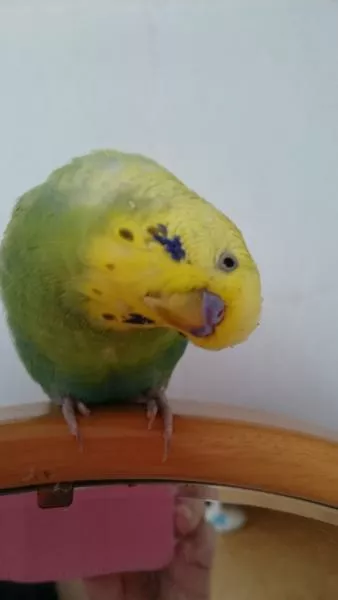 愛鳥さんの写真