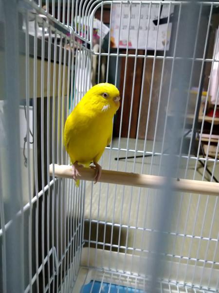 愛鳥さんの写真