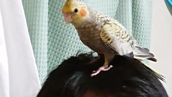 愛鳥さんの写真