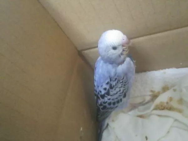 愛鳥さんの写真