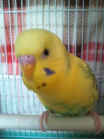 愛鳥さんの写真