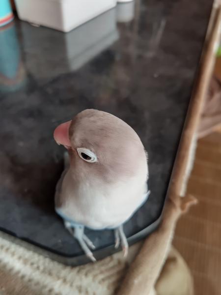 愛鳥さんの写真