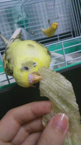 愛鳥さんの写真