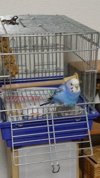 愛鳥さんの写真