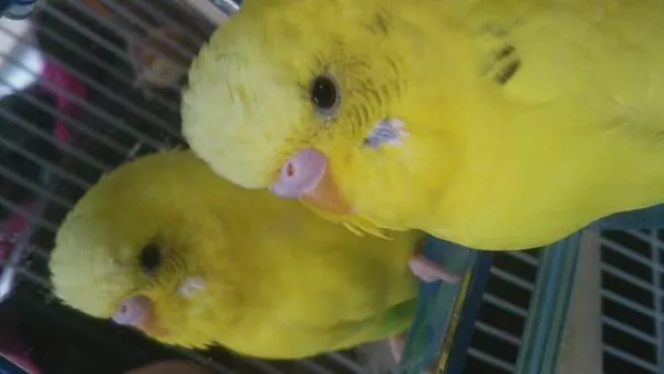 愛鳥さんの写真