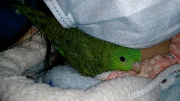 愛鳥さんの写真