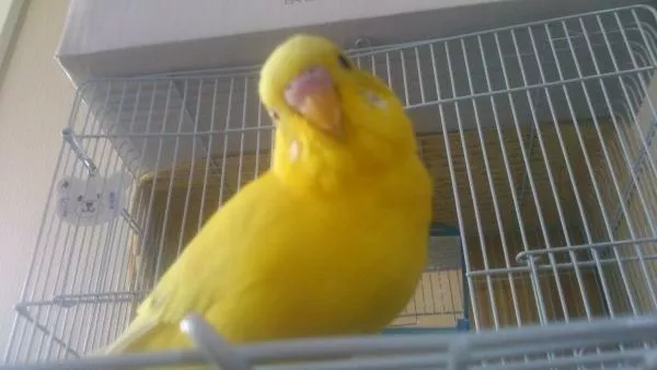 愛鳥さんの写真