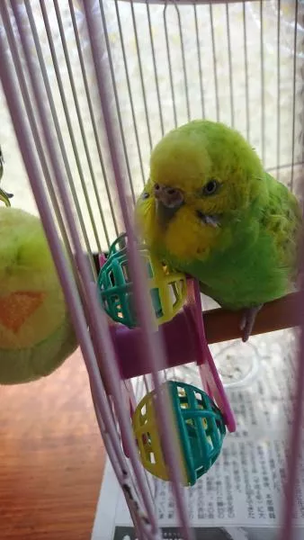 愛鳥さんの写真