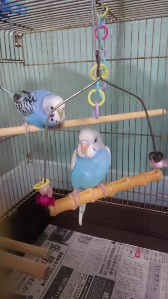 愛鳥さんの写真