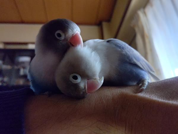 愛鳥さんの写真