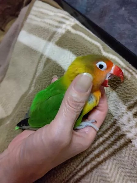 愛鳥さんの写真