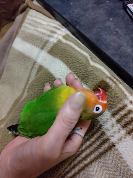 愛鳥さんの写真