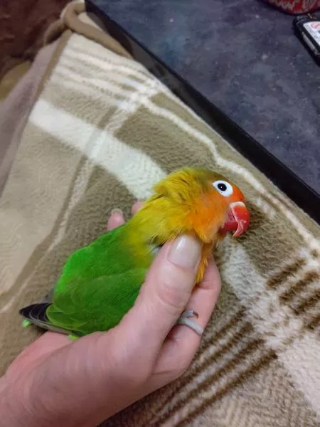 愛鳥さんの写真