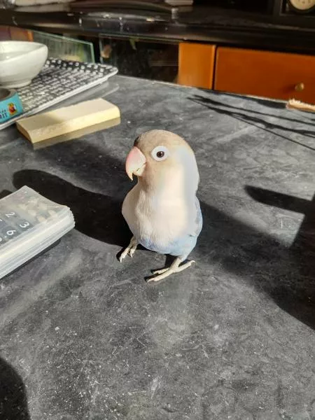 愛鳥さんの写真