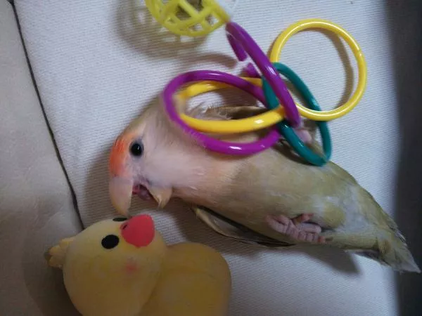 愛鳥さんの写真