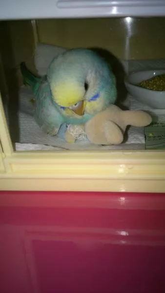 愛鳥さんの写真