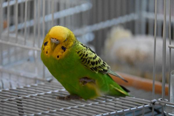 愛鳥さんの写真