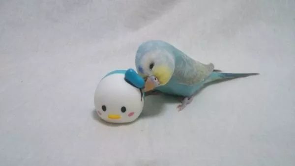 愛鳥さんの写真