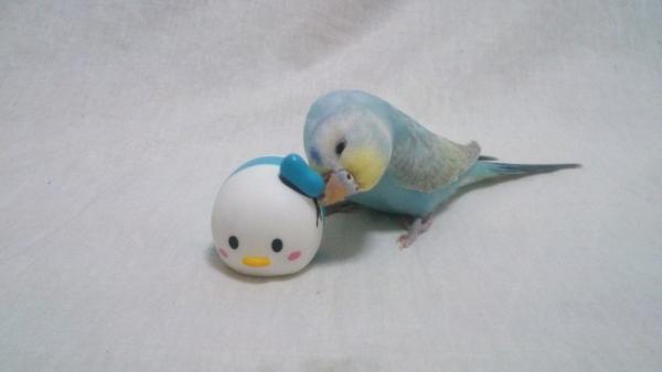 愛鳥さんの写真