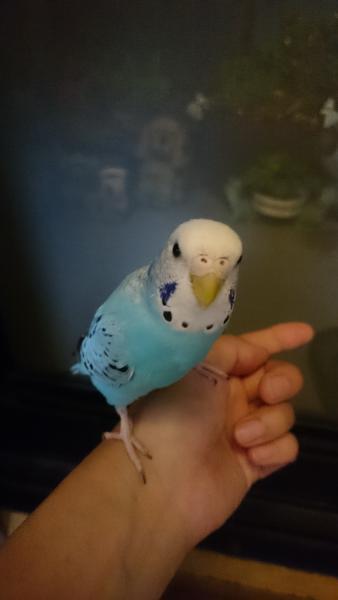 愛鳥さんの写真