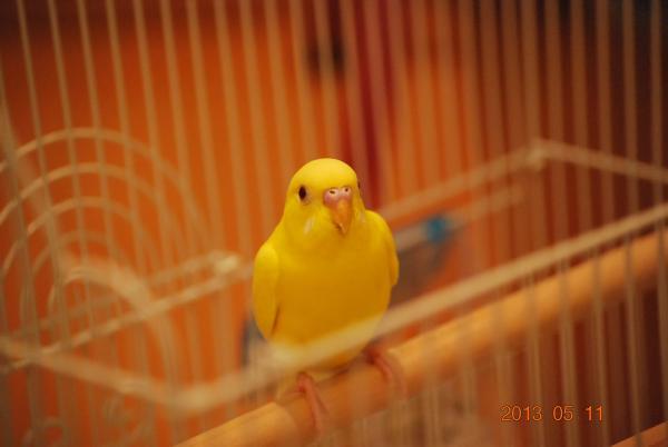 愛鳥さんの写真