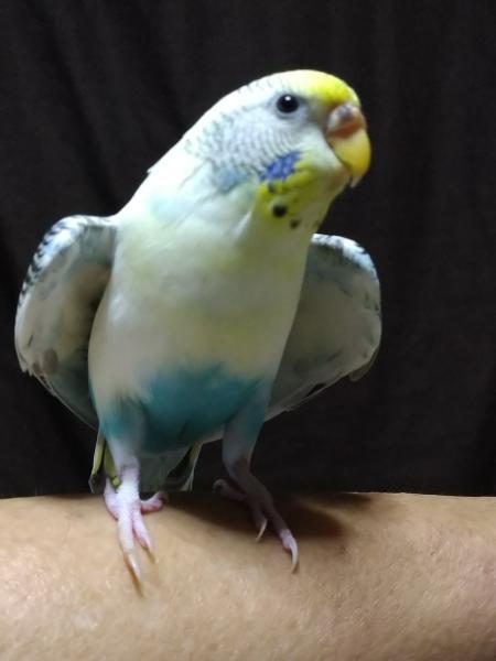 愛鳥さんの写真