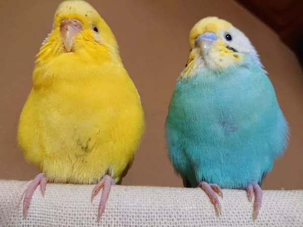 愛鳥さんの写真