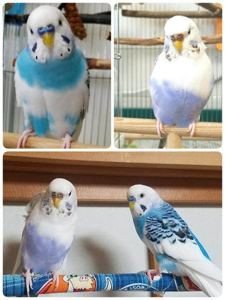 愛鳥さんの写真